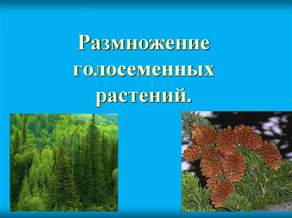 У голосеменных растений в процессе. У голосеменных растений в процессе