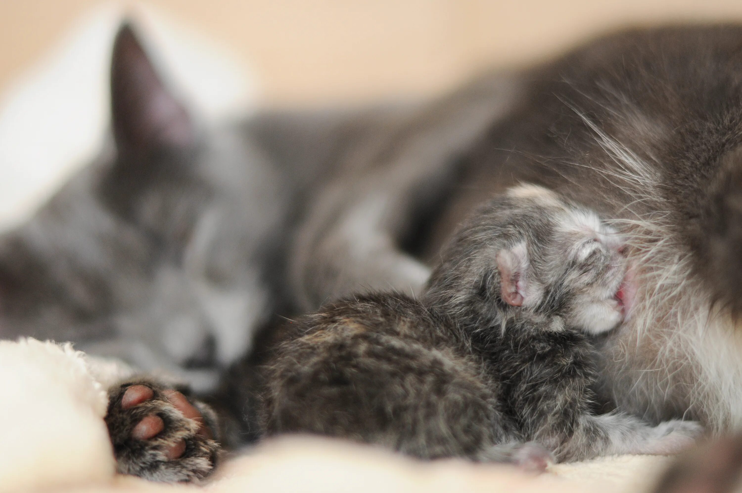 Кошки после рождения котят. Новорожденные котята. Родовспоможение кошке.
