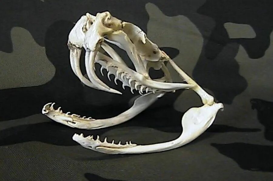 Челюсть рептилий. Скелет собакоголового удава. Габонская гадюка скелет. Череп собакоголового удава.