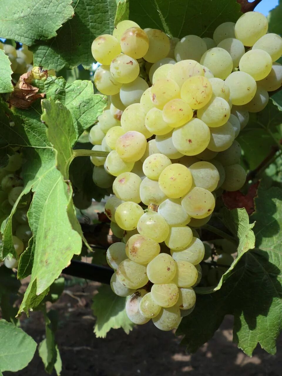 сорт винограда мускат белый