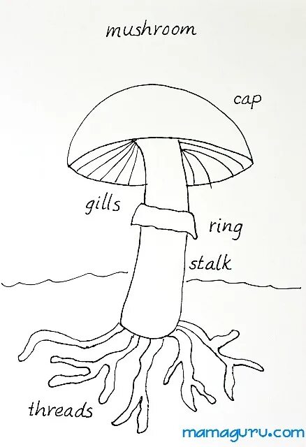 Mushrooms Worksheets for Kids. Mushroom Worksheet. Mushroom Parts. Игрушка гриб чертеж. Mushroom глагол