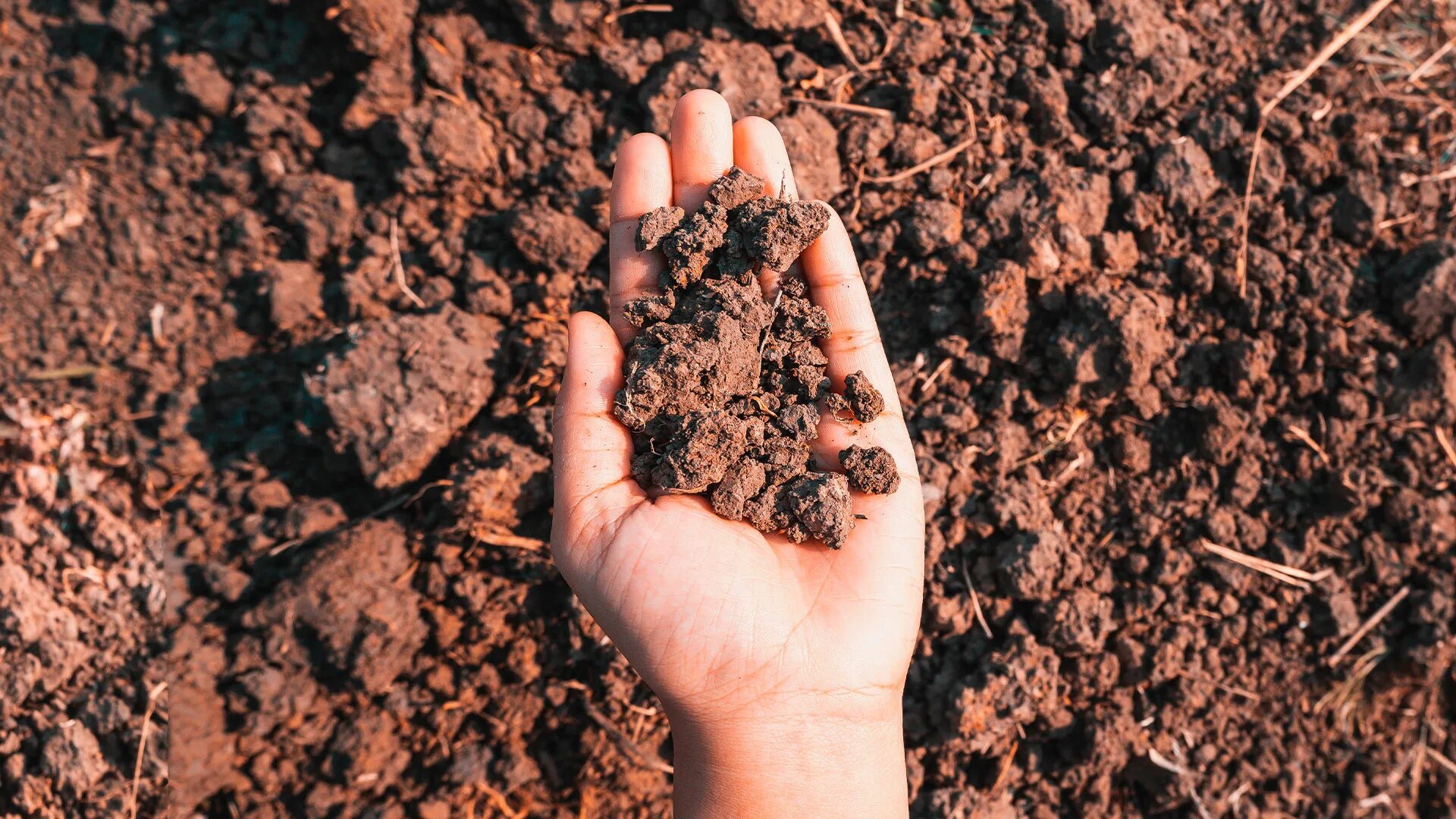 Выработка кислорода от почвы. Почва. Почему почва рыхлая. Структура почвы. Петуния в грунте.