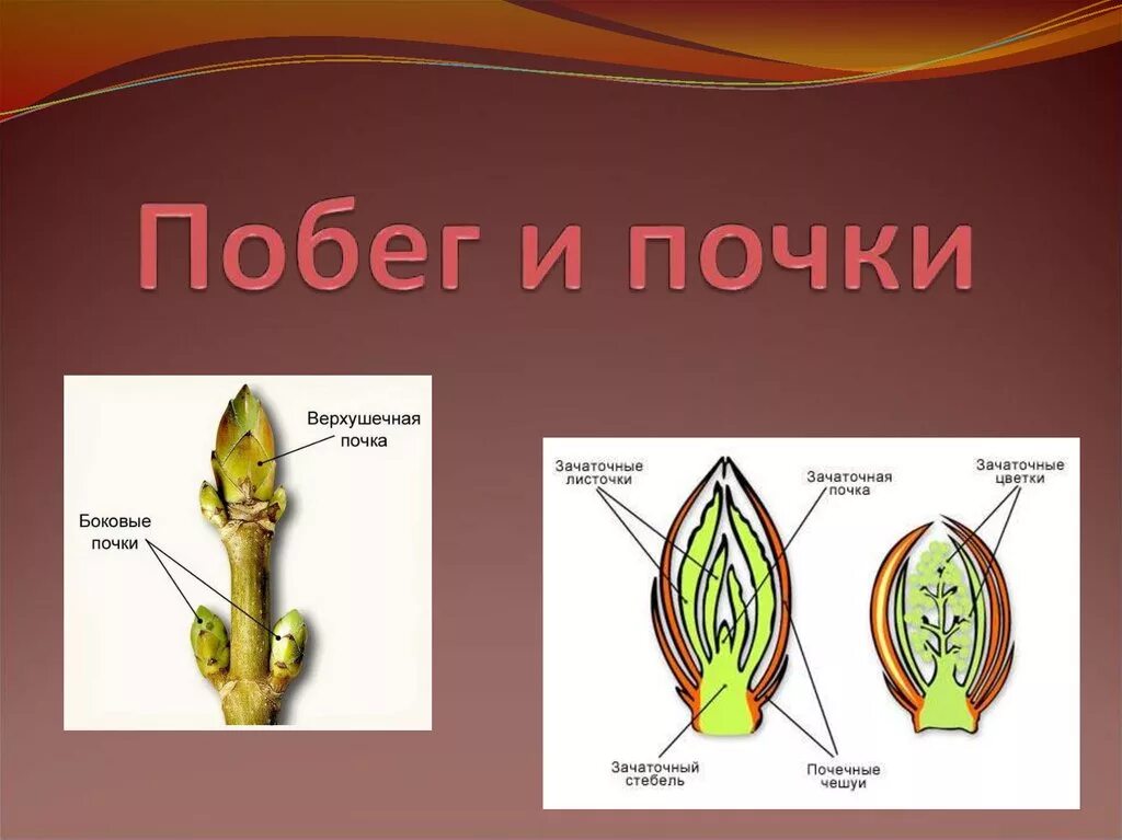 Побег вырастающий из почки. Строение почки и побега. Почки и побеги. Строение почки. Почка зачаточный побег строение. Схема строения почки растения.