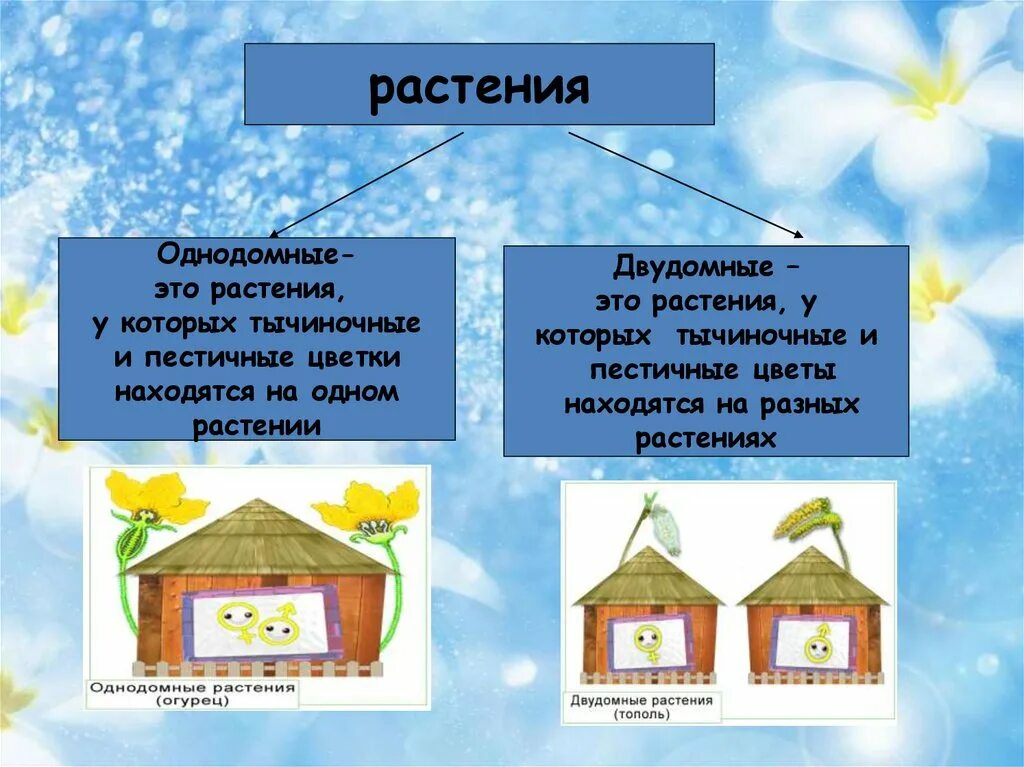 Обоеполые однодомные двудомные. Растения однодомные и двудомные биология 6 класс. Однодомные и двудомные цветки. Однодомные и двудомные растения примеры. Однодомные и двудомные растения схема.