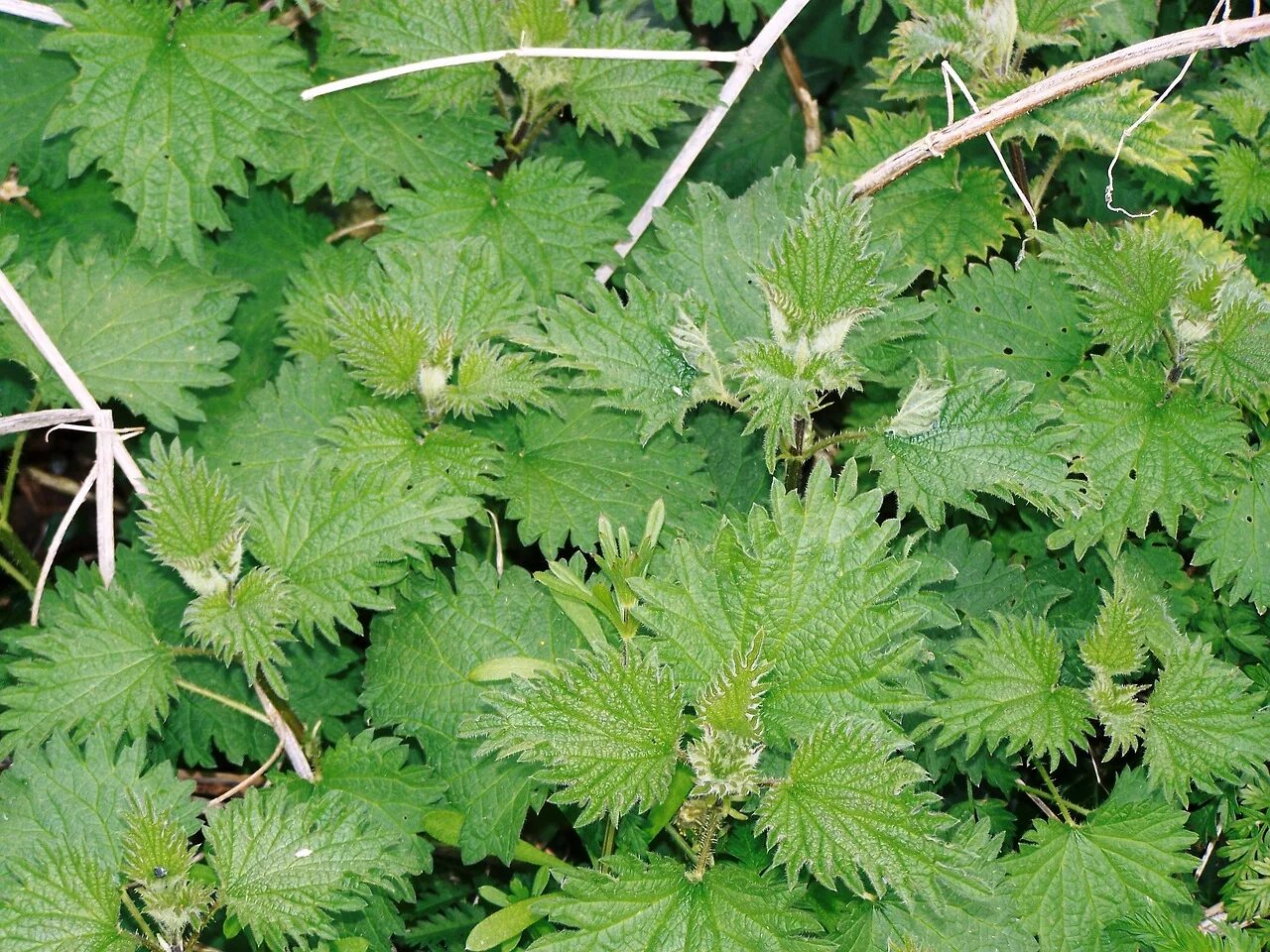 Крапива двудомная (Urtica dioica). Крапива коноплёвая. Крапива двудомная крапива коноплевая. Крапива коноплянолистная. Виды крапивы жгучей