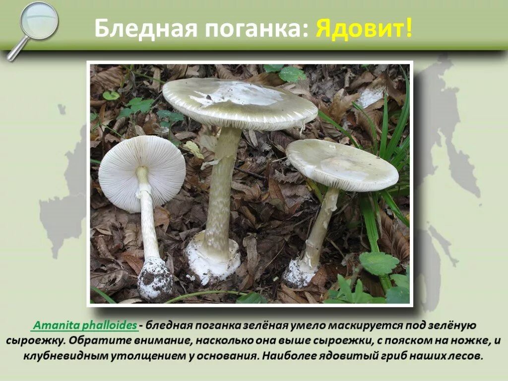 пищевые связи бледной поганки. бледная поганка шляпка. грибы пластинчатые бледная поганка. систематика бледной поганки. пищевые связи бледной поганки.