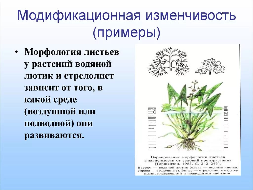 Водяной Лютик модификационная изменчивость. Стрелолист модификационная. Модификационная изменчивость у растений. Фенотипическая изменчивость стрелолист.