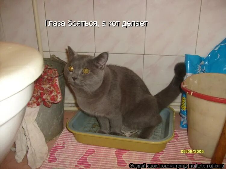 наглеж. наглешь. смешные истории протживотных. наглеж. наглеж высшей степени наглеж мем с котами.