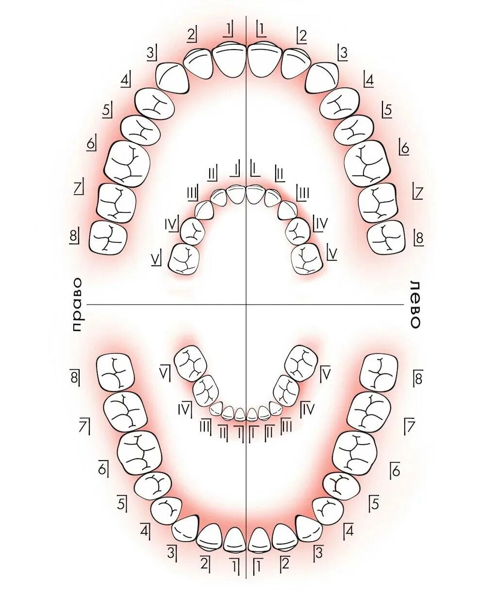 Нумерация зубов в стоматологии схема у взрослых