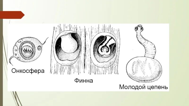 Яйцо (онкосфера) тениид. Эхинококкоз онкосфера. Строение онкосферы свиного цепня. Паразитология яйца гельминтов атлас. Яйцо с онкосферой.