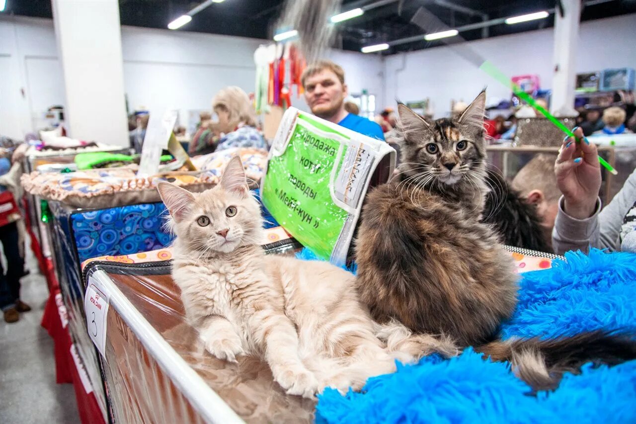 Cat store. Выставка кошек. Кошачья выставка. Коты на выставке. Выставка котов.