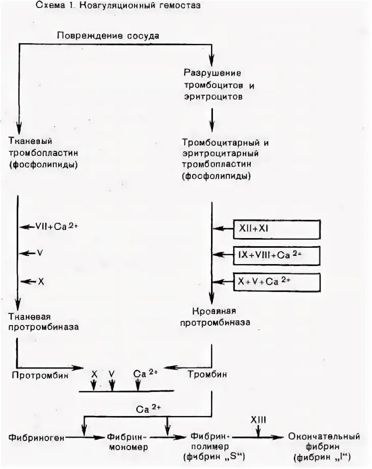 Последовательность процессов коагуляционного гемостаза. Коагуляционный гемостаз схема. фазы коагуляционного гемостаза. схема коагуляционной структуры. внешний путь образования протромбиназы.