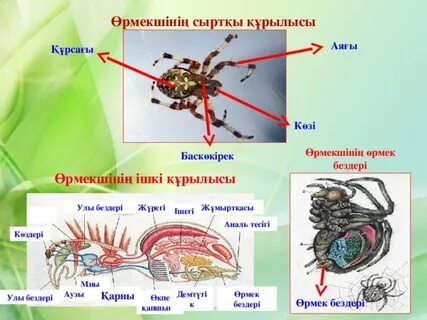 Әкесі баласына келді