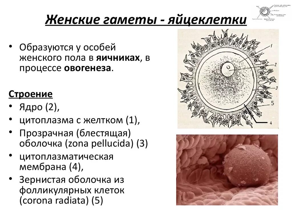 Мужские половые клетки образуют. Строение половых клеток яйцеклетка. Строение человеческой яйцеклетки. Схема микроскопического строения яйцеклетки человека. Строение яйцеклетки оболочки.