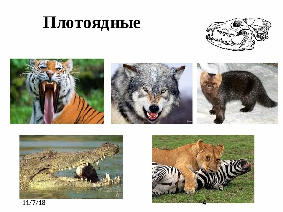 Плотоядное животное это