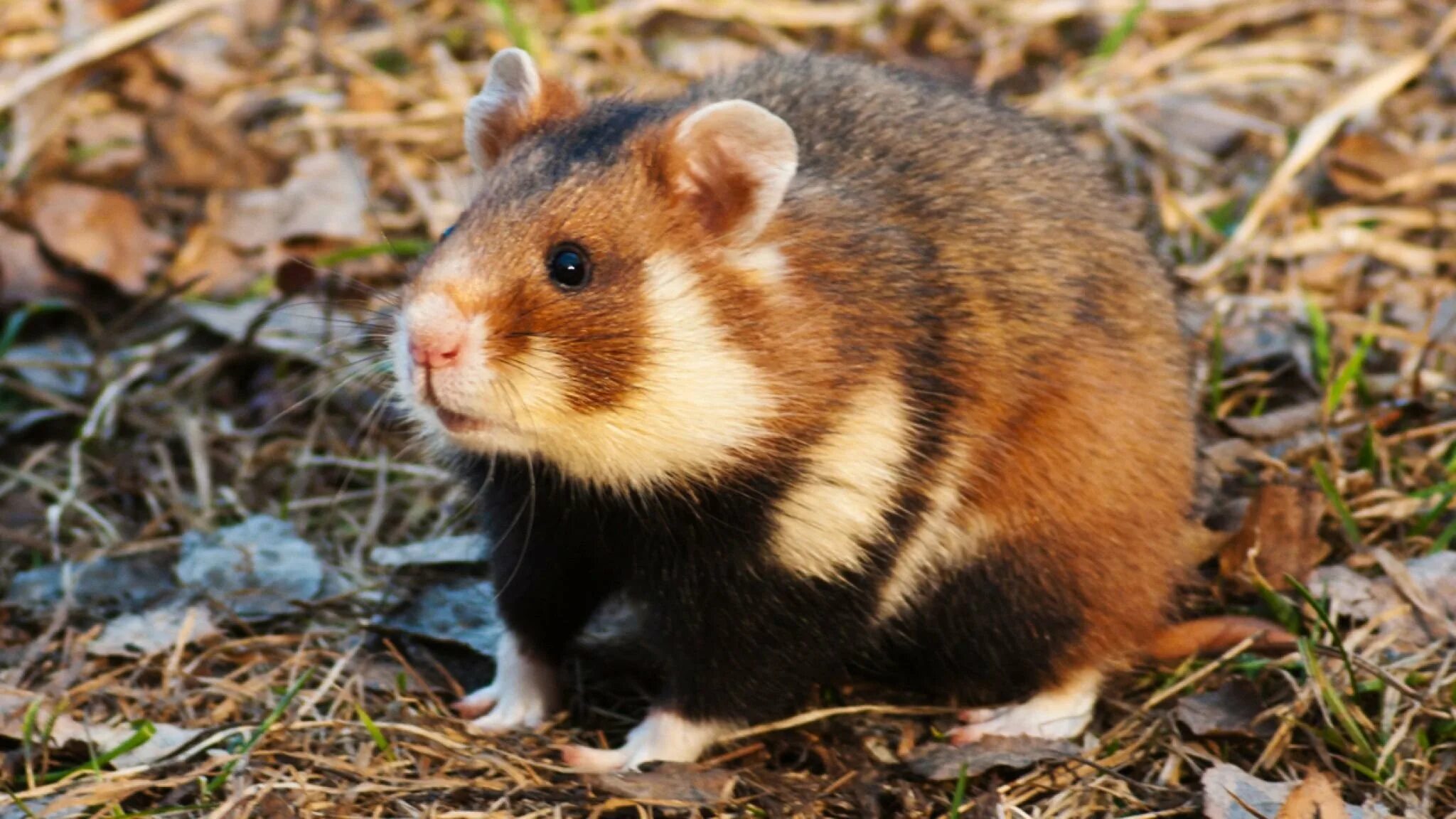 Дикие грызуны. Грызуны. Алханай бурундуки. Черногубая пищуха. Лесной хомяк карбыш черный.