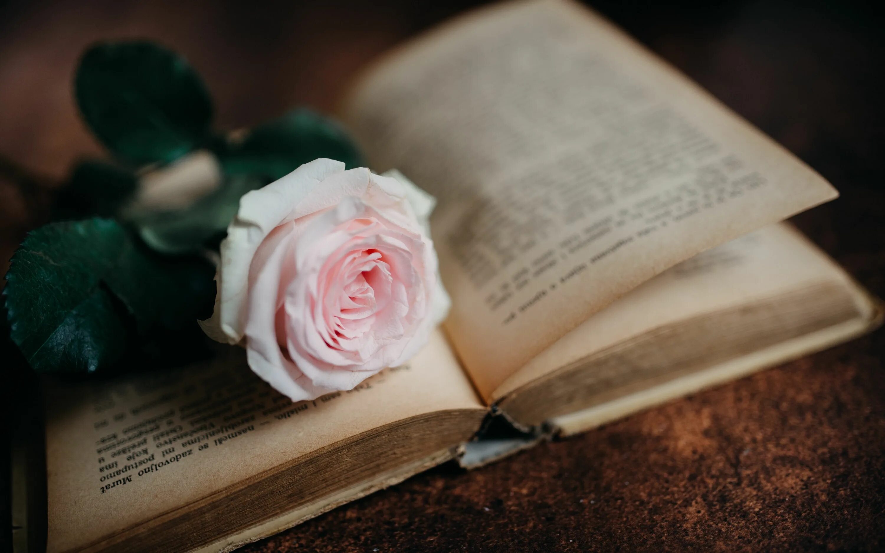 Книга цветы. Книга цветы. Книга цветы. Красивый фон с книгами. Красивые книги.