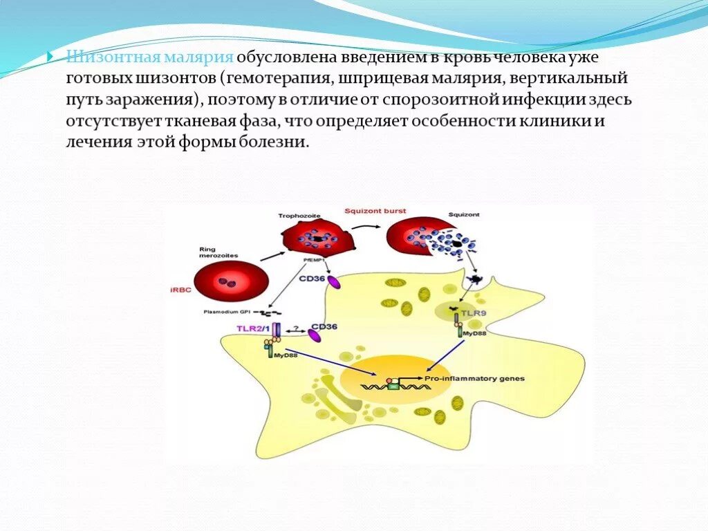 Механизм заражения малярией. Шизонтная малярия. Пути заражения малярией. Малярия Тропическая пути заражения. Тяжелое течение малярии ассоциируется чаще