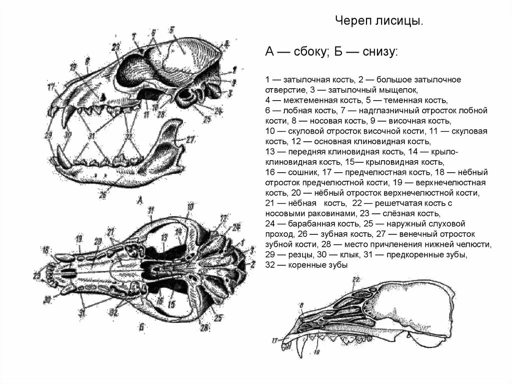 Строение черепа крысы (вид сверху и сбоку).. Череп млекопитающего схема сбоку снизу. Строение черепов млекопитающих. Череп лисицы строение.