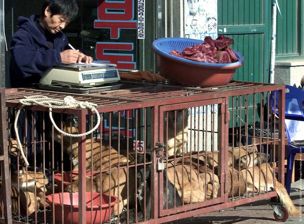 Где ели собак. Рынок собачьего мяса в Южной Корее.