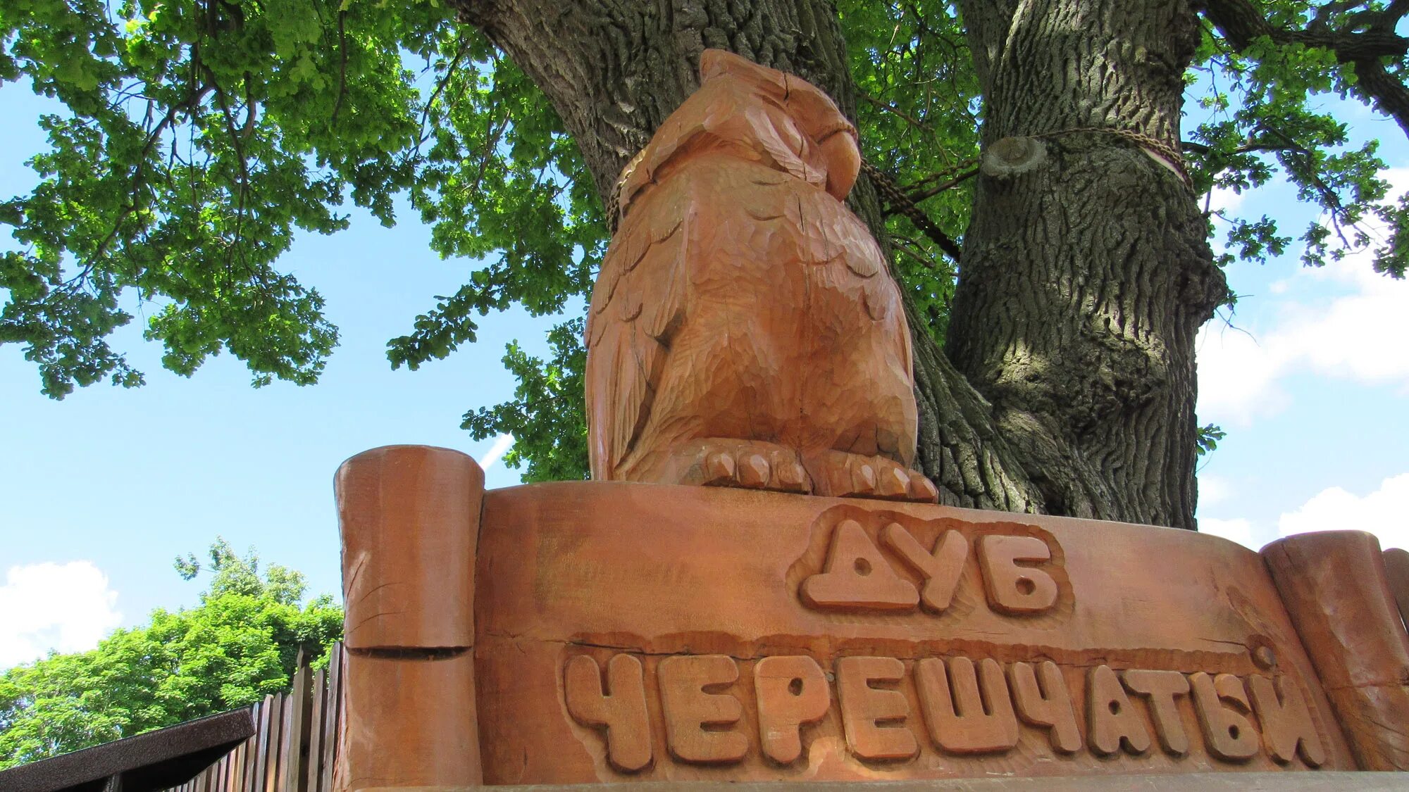 Пушкинский дуб во Владимире. Купить дерево во владимире