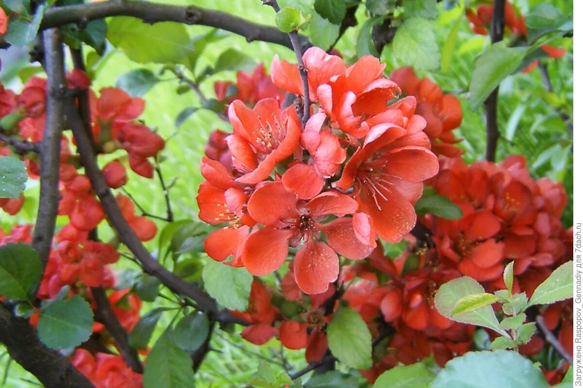 Айва японская chaenomeles japonica. Айва хеномелес куст. Айва (хеномелес) японская. Айва декоративная кустарник фото и описание. Айва (хеномелес) японская.