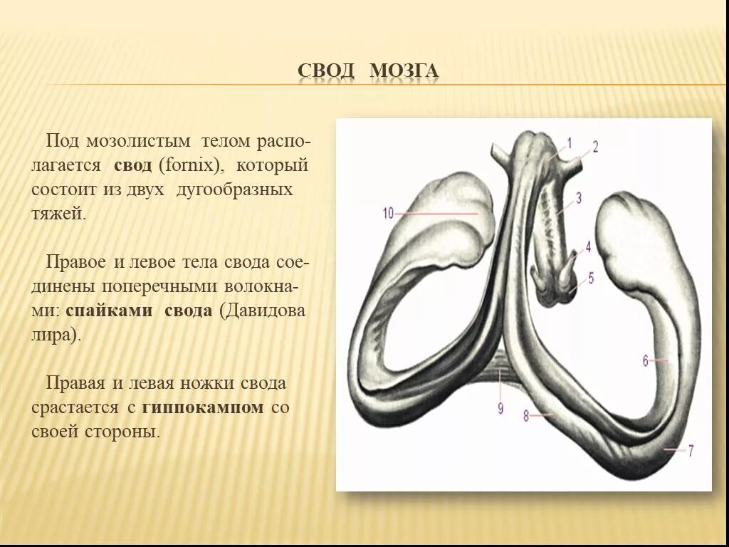 Свод функция. Свод мозга строение анатомия. Части свода анатомия. Свод и его части головной мозг. Функции свода головного мозга.