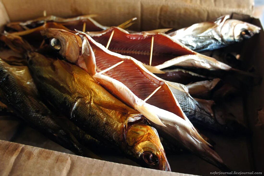 Рыба сырок пелядь. Омуль красная рыба или нет. Омуль байкальский копченый. Огромный омуль. Сиг рыба.