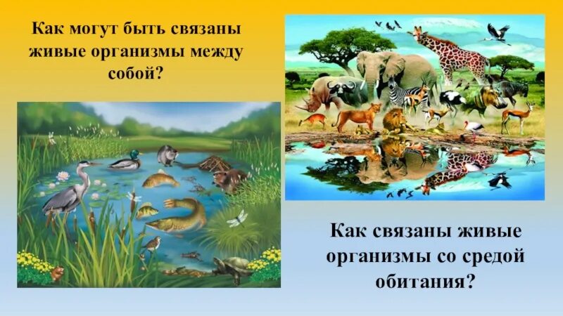 Совместное обитание живых организмов в природном сообществе. Живые организмы связаны между собой. Природные сообщества 5 класс. Природные сообщества 5 класс биология. Природные сообщества 7 класс биология.