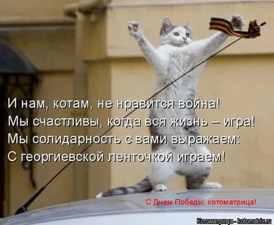С этого дня кот у нас прижился