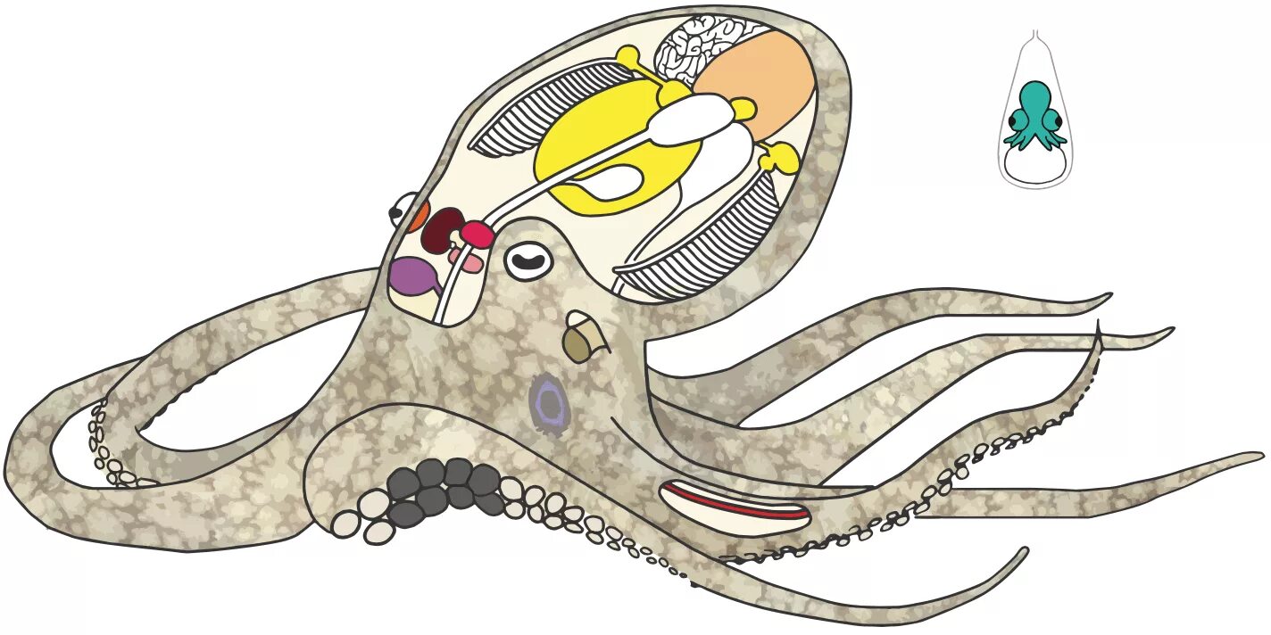 Строение головоногих моллюсков. Головоногие моллюски жабры. Структура осьминога. Осьминог физиология.