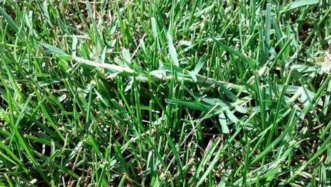 Grass like