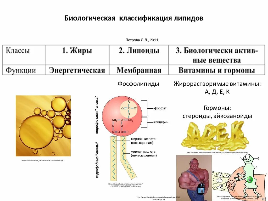 Основные липиды тканей человека. Классификация липидов биология 10 класс. Структура, классификация, функции липидов. Липиды и их классификация. Функции липидов. Строение липидов биология 10 класс.