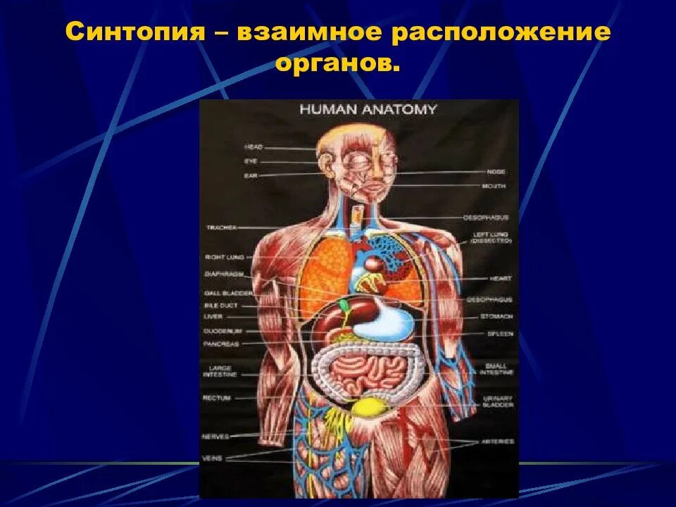 Анатомия человека расположение органов. Строение человека внутренние органы сбоку. Внутренние органы человека расположение мужчины спереди. Строение тела органы брюшной полости. Строение человека внутренние органы мужчины спереди фото с надписями.