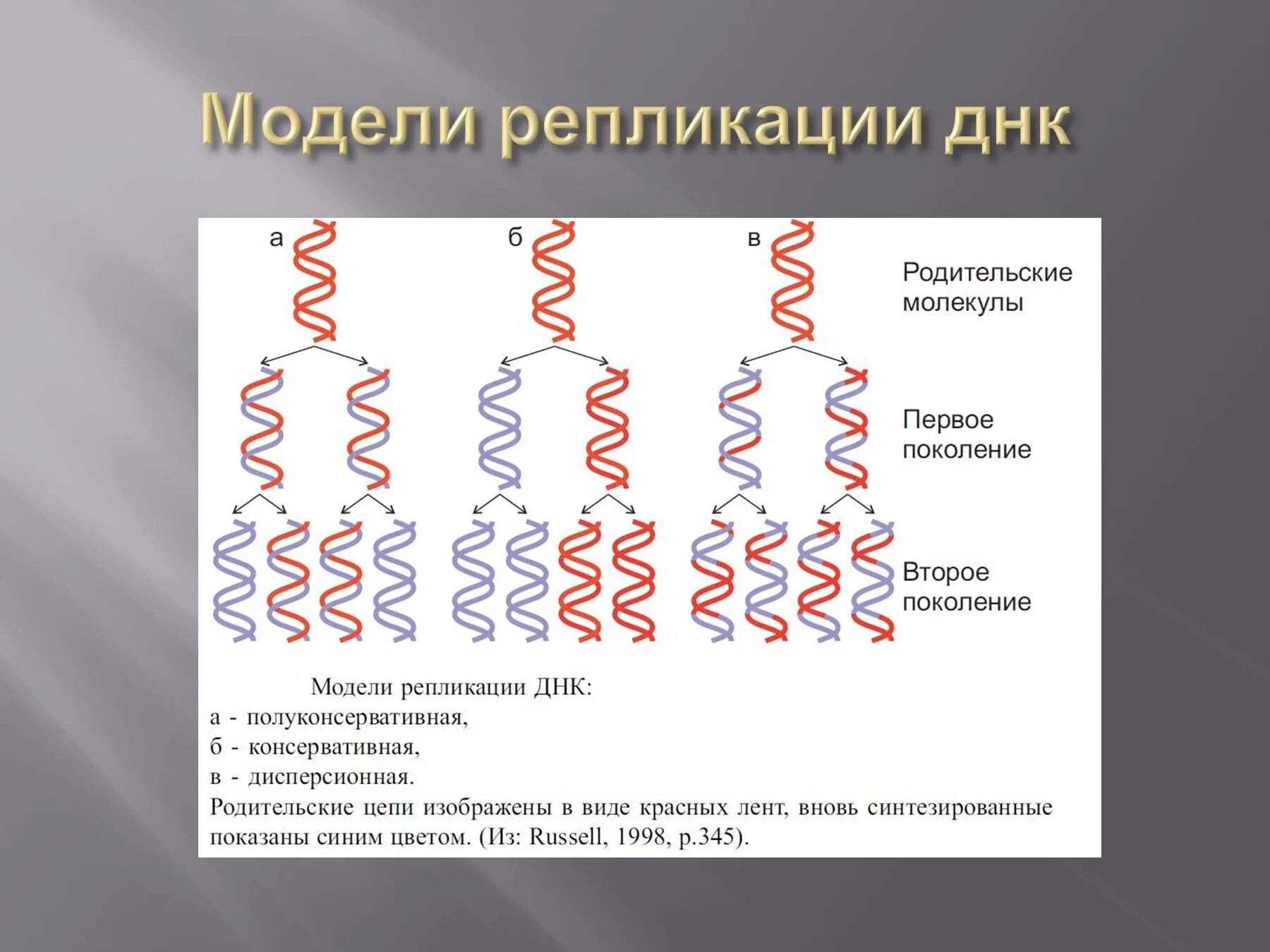 Последовательность этапов репликации молекулы ДНК. Дисперсионный механизм репликации ДНК. Схема репликации молекулы ДНК по биологии. Механизм репликация молекулы ДНК.