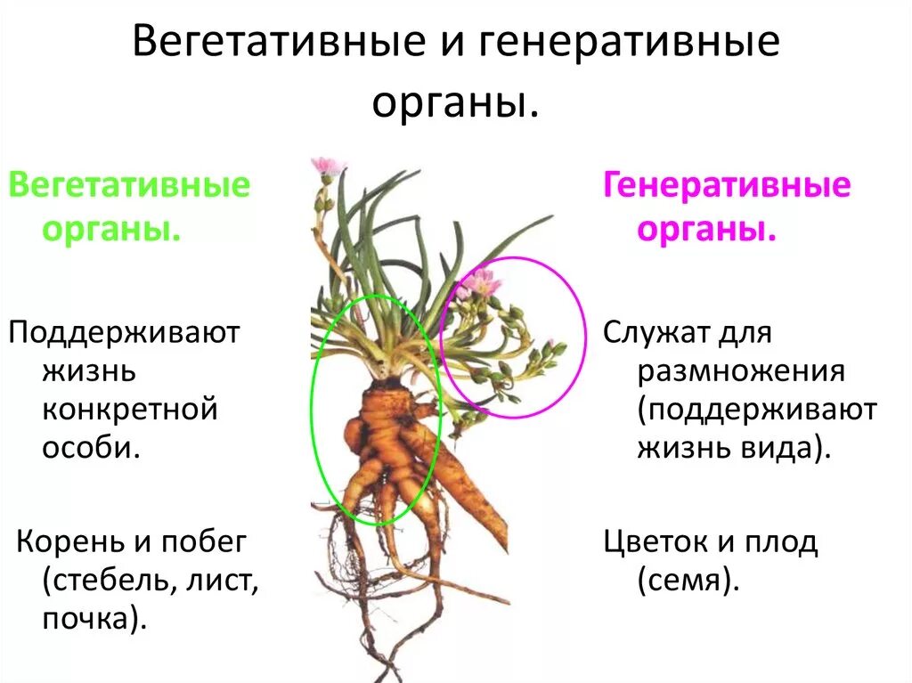 Вегетативные репродуктивные и генеративные органы растений. Корень и побег главные вегетативные органы растения. Вегетативные и регенеративные органы. Вегетативные и генеративные органы раст.