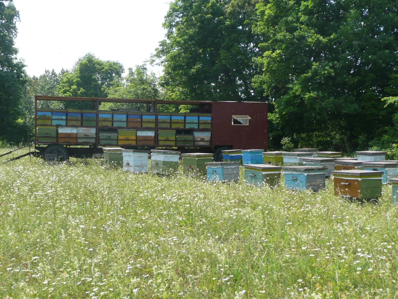 Под пасек 2. Пасека в башкирии. Пасека куракиных лужский район. Ясная поляна пасека. Улья шестирамочники.