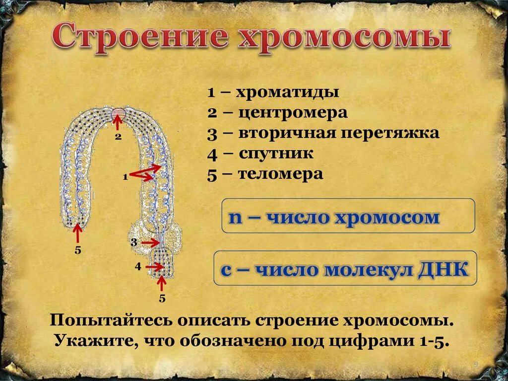 Хромосомы человека функции. Строение хромосомы центромера. строение хромосомы вторичная перетяжка. функции хромосом человека. строение хромосомы с перетяжками.