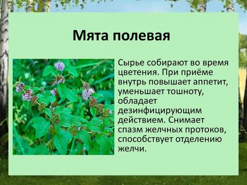 Лекарственные растения список и описание: найдено 89 изображений