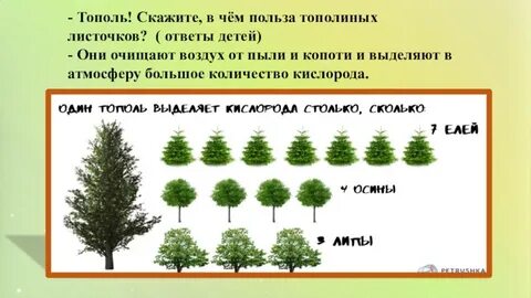 Сколько лет тополю