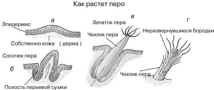 Кожа и перья птиц. Кожный Покров птиц. Строение кожи птиц схема. Строение кожного Покрова птиц. Схема строения пера птицы.