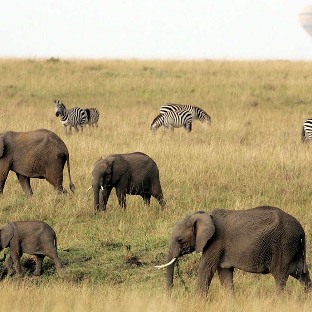 антилопа гну. очень много слонов популяции. популяция слонов в африке. национальный парк серенгети миграция зебр. миграция гну масаи мара.