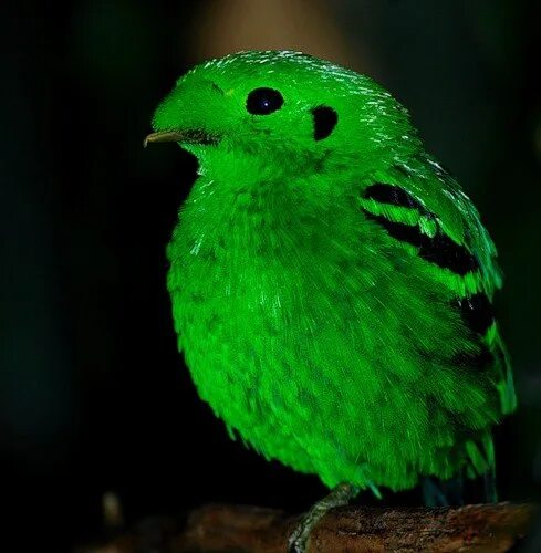 Черно зеленая птичка. Малый зелёный рогоклюв. Зелено черная птица. Птица с зелеными пятнами. Птица с зеленым оперением.