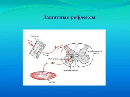 Рефлекторная дуга отдергивания руки от горячего предмета