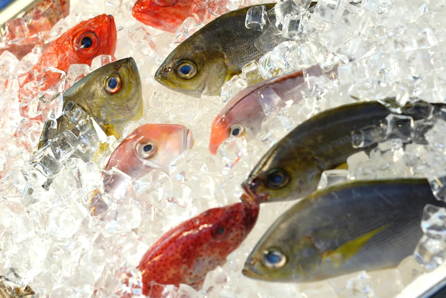 Icefish