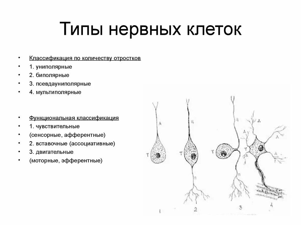 Вспомогательные нервные клетки. Нервная ткань классификация разновидности ткани. Классификация нейронов схема. Тип клеток нервной ткани. Два основных типа клеток нервной ткани.