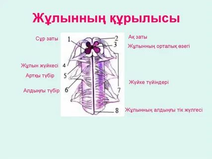 Жалаңаш Ардованың суреті