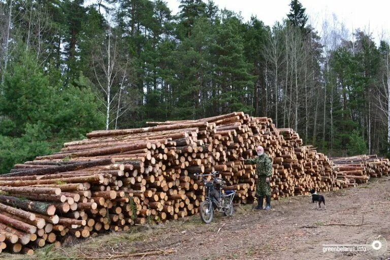 24 числа в лесу