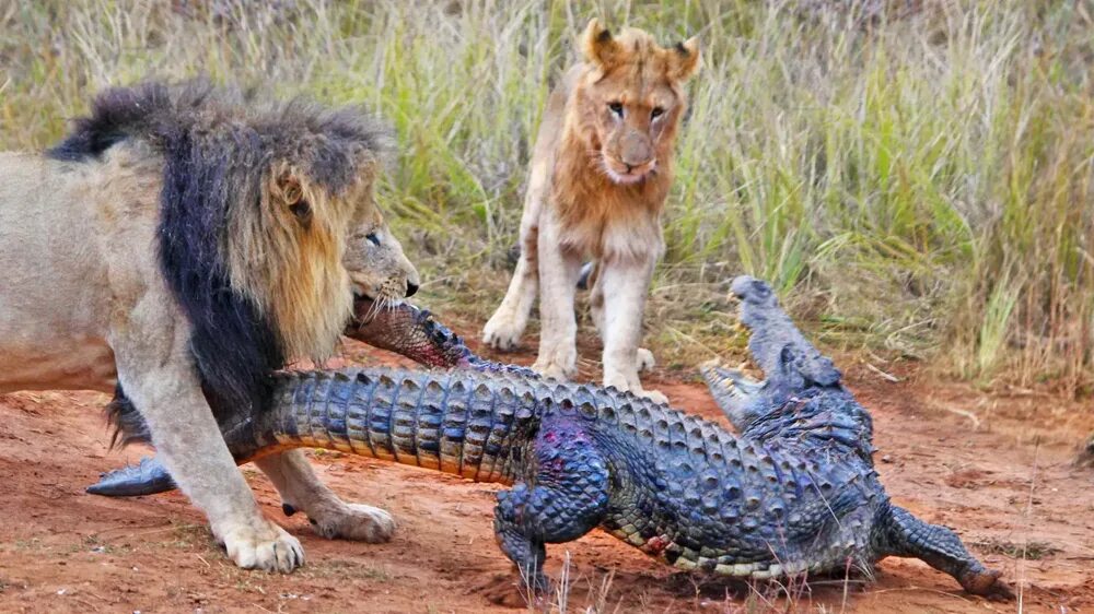 Нападение льва. Нильский крокодил против Льва. Медоед против крокодила. Крокодил схватил страуса.