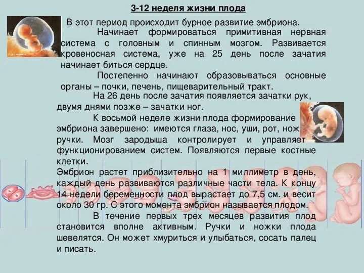 В первые недели необходимо. Периоды развития плода по неделям. Развитие плода по месяцам. Формирование органов у плода. Второй период беременности.